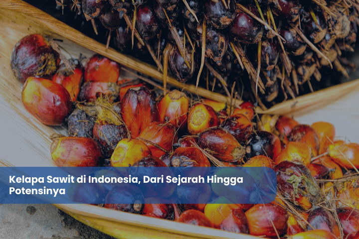 Kelapa Sawit di Indonesia, Dari Sejarah Hingga Potensinya